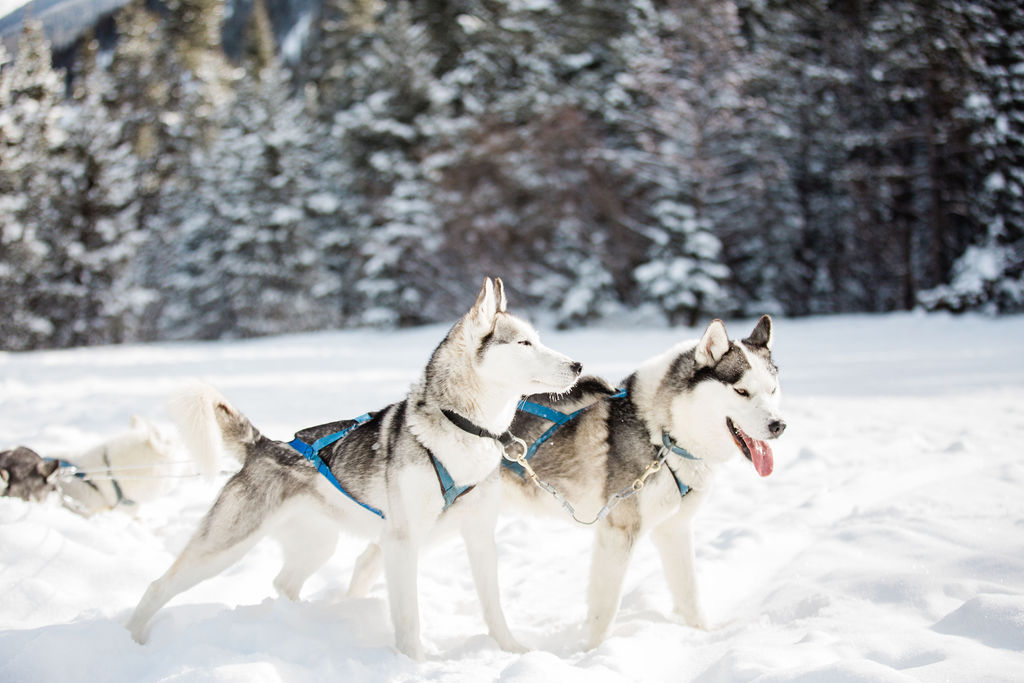 huskies standing in the snow during dog sledding in breckenridge